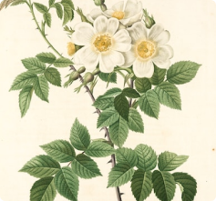 A cartoon of a monkey in space